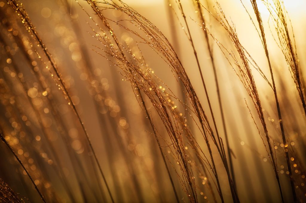 golden wheat shining in the sunlight for the fictional land of Elysium.