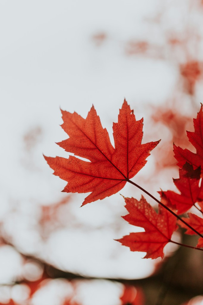 Maple leaf in the autumn.