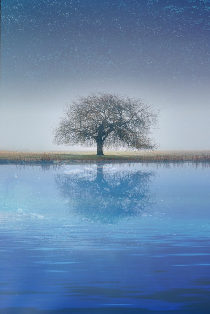Tree by the water as a palceholder cover for book 3.