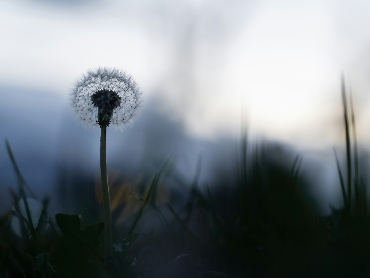 The Death of a&nbsp;Sentence